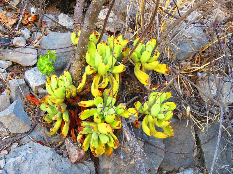 Echeveria pulvinata var. leucotricha photo 3