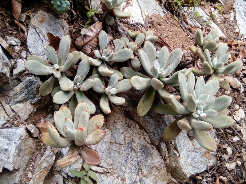 Echeveria pulvinata var. leucotricha photo 4