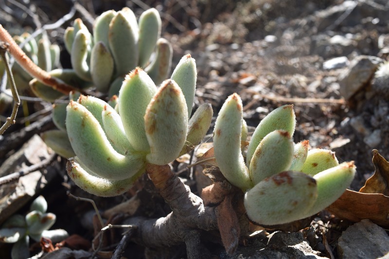Echeveria pulvinata var. leucotricha photo 5