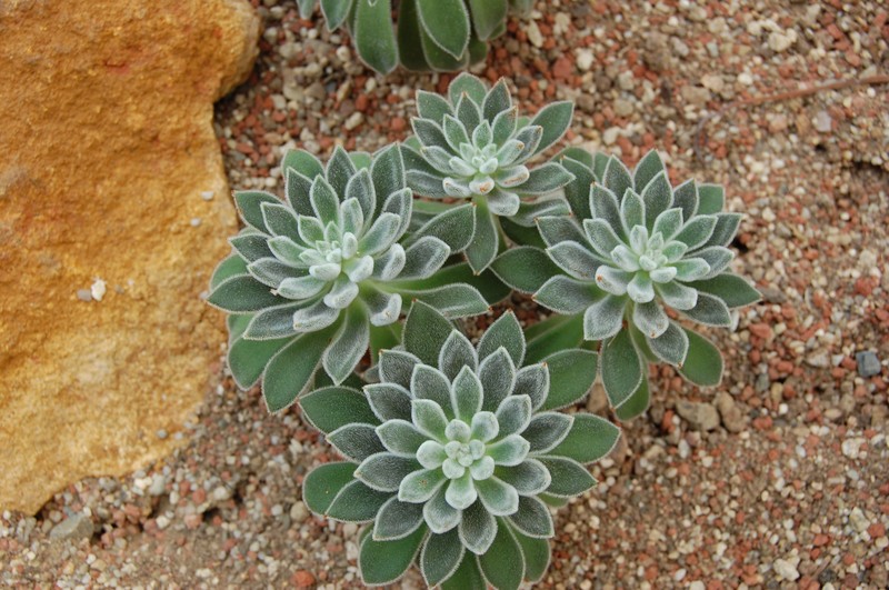 Echeveria pulvinata var. leucotricha