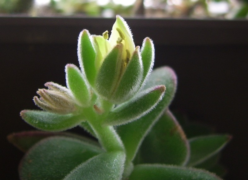 Echeveria pulvinata var. leucotricha photo 6