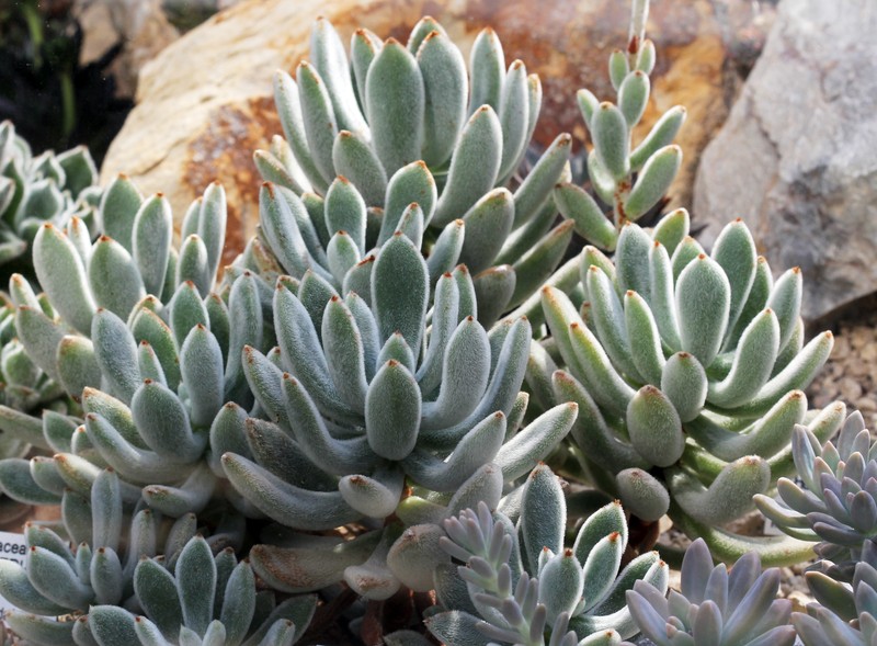 Echeveria pulvinata var. leucotricha photo 7