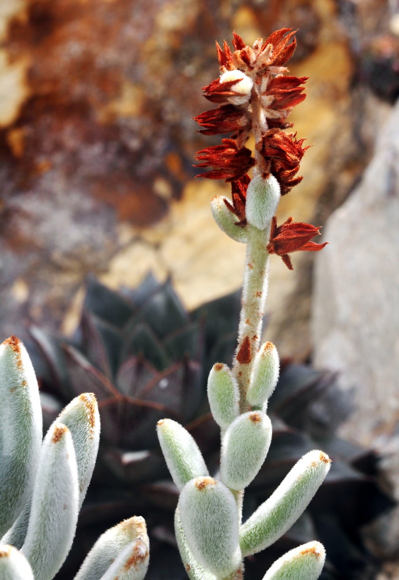 Echeveria pulvinata var. leucotricha photo 8