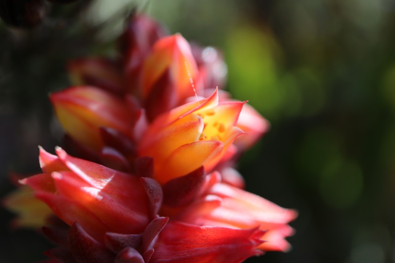 Echeveria quitensis var. cuencaensis