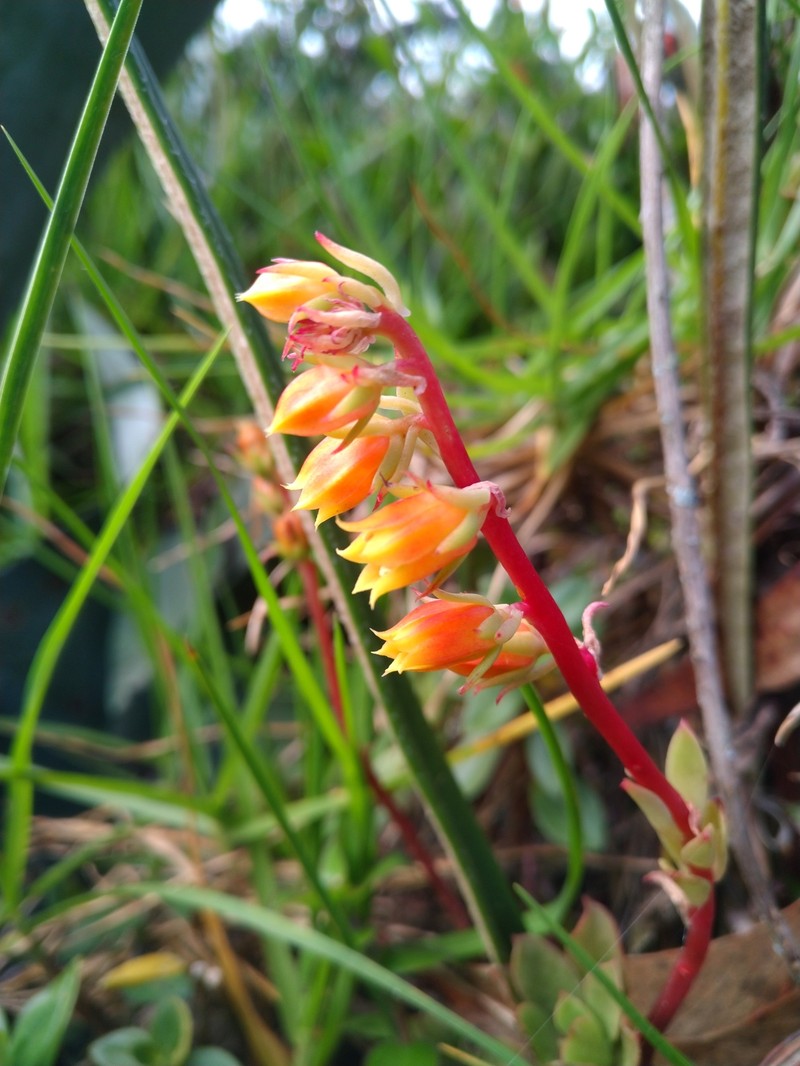 Echeveria quitensis var. cuencaensis photo 2