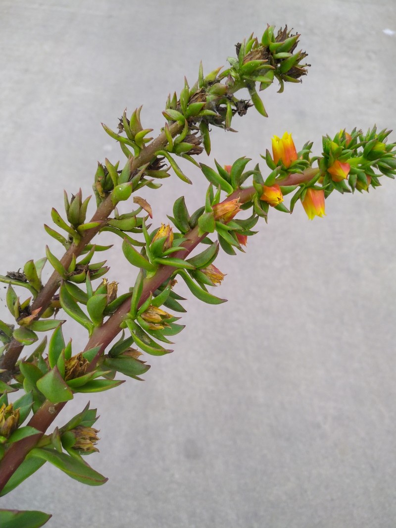 Echeveria quitensis var. cuencaensis photo 3