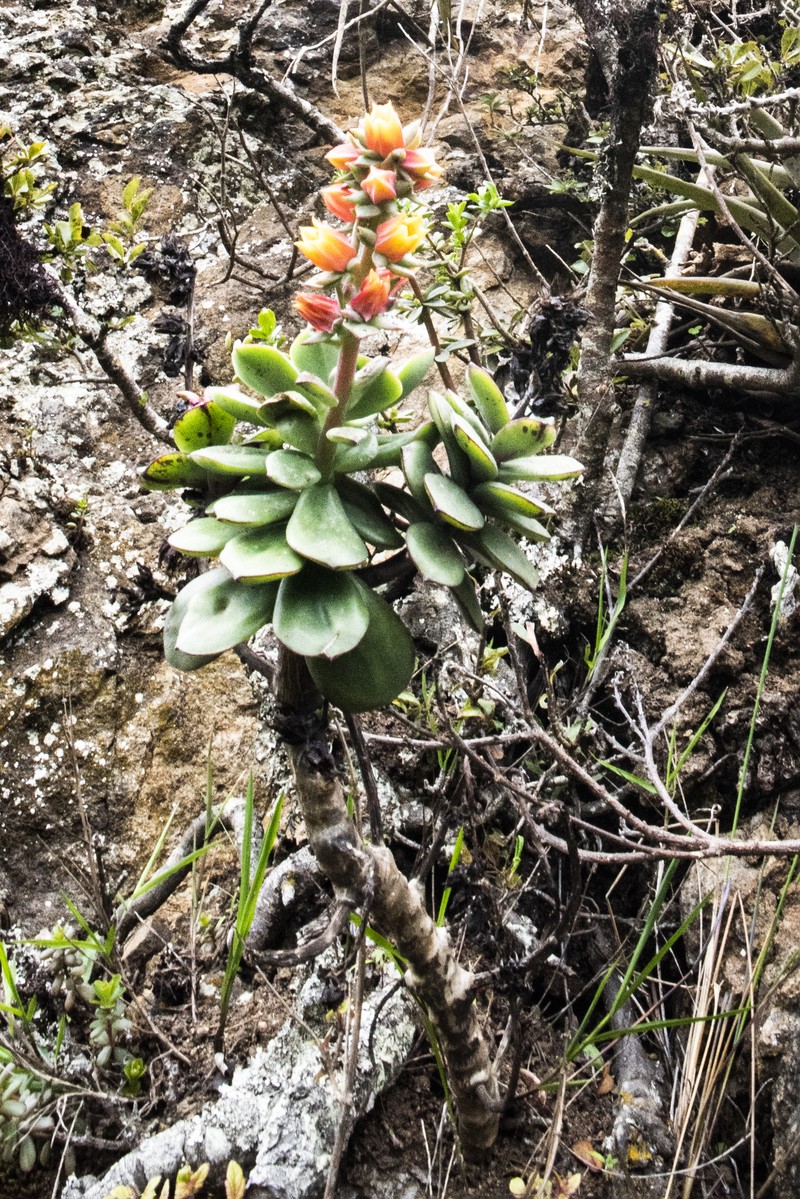 Echeveria quitensis var. cuencaensis photo 4