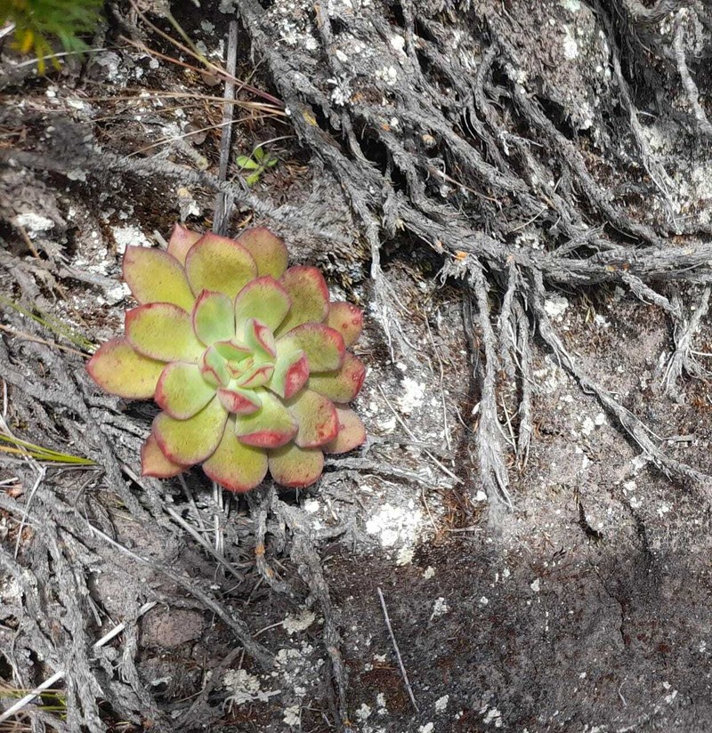 Echeveria quitensis var. quitensis