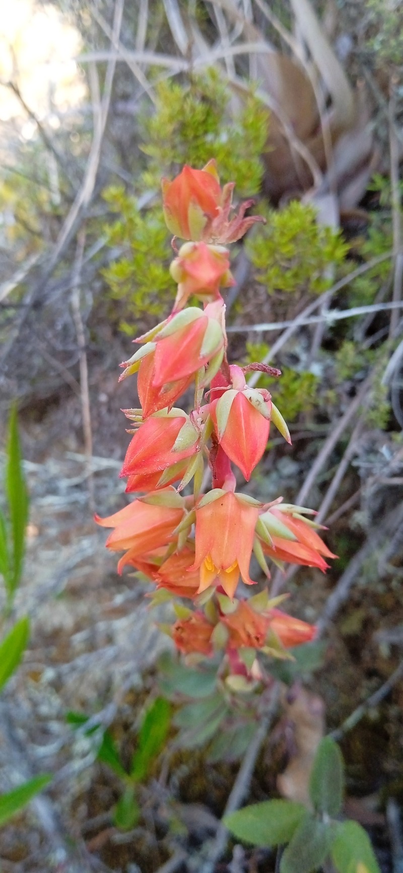 Echeveria quitensis var. quitensis photo 2