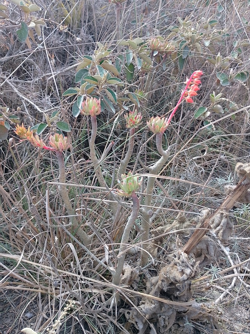 Echeveria quitensis var. quitensis photo 3
