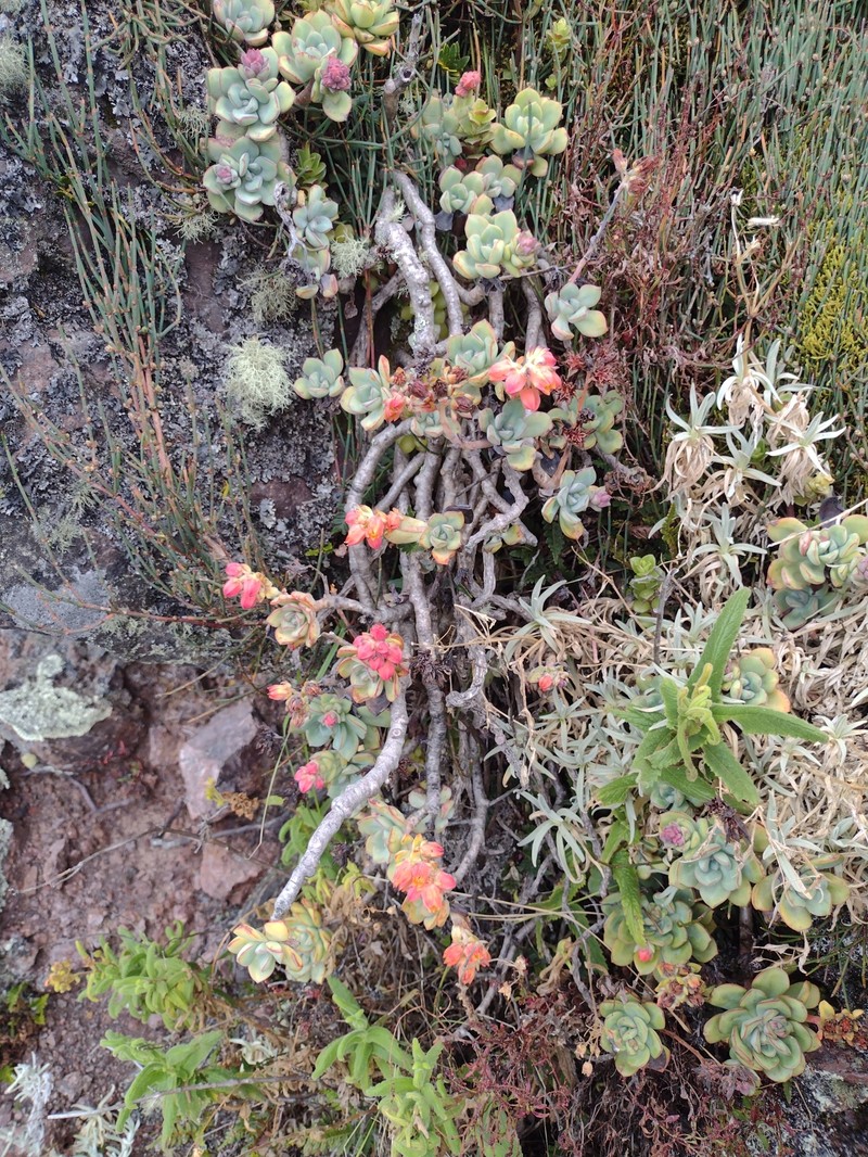 Echeveria quitensis var. quitensis photo 4