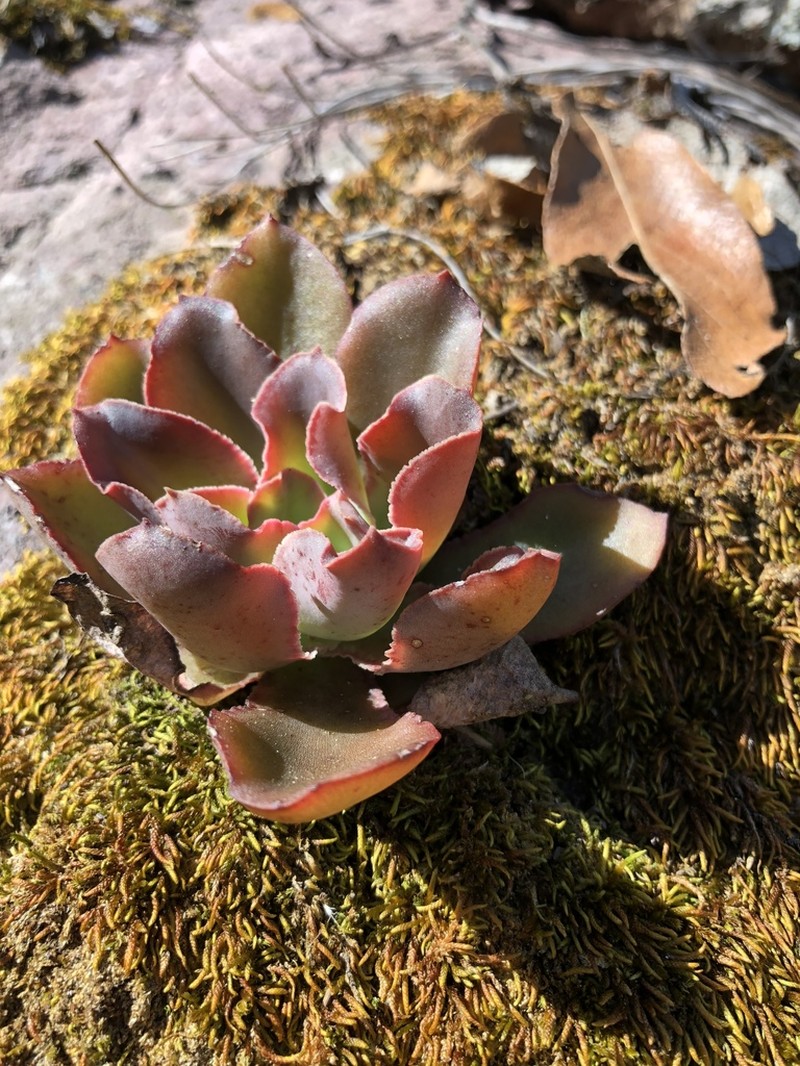 Echeveria roseiflora photo 2