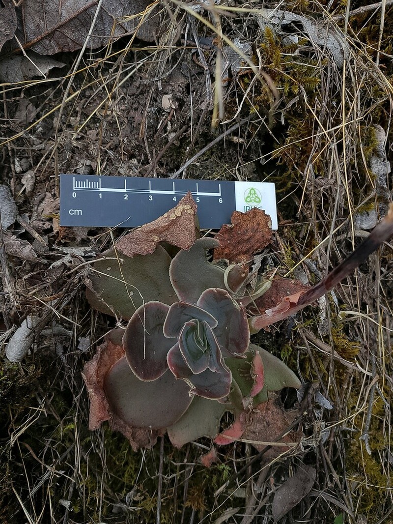 Echeveria roseiflora photo 5