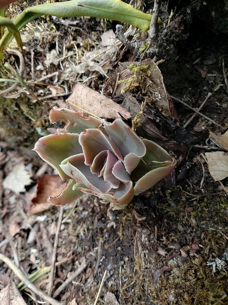 Echeveria roseiflora photo 8
