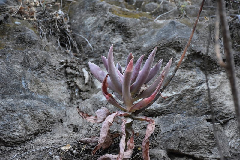 Echeveria rulfiana