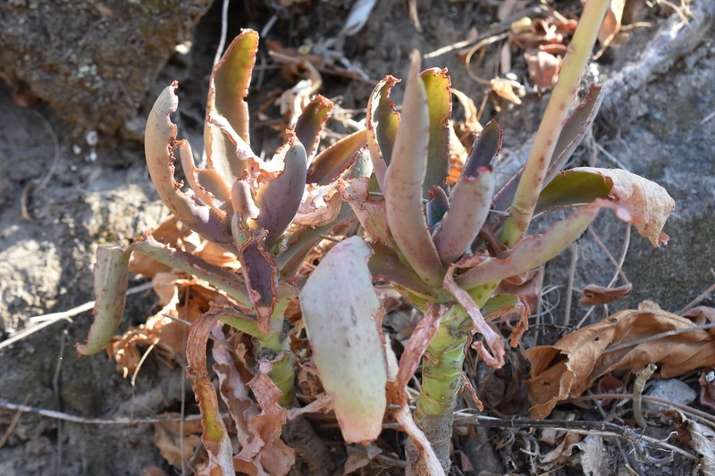 Echeveria rulfiana photo 3
