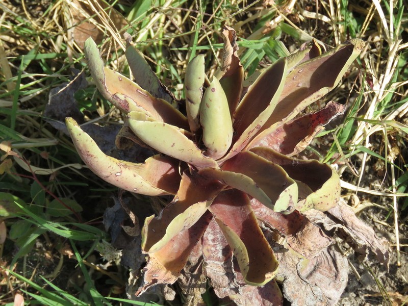 Echeveria rulfiana photo 5