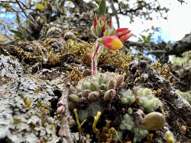 Echeveria setosa var. setosa