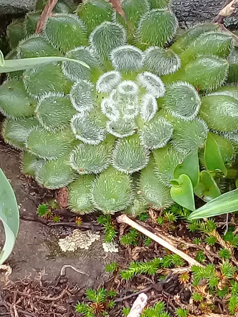 Echeveria setosa var. setosa photo 2
