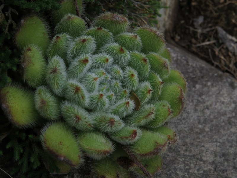 Echeveria setosa var. setosa photo 3