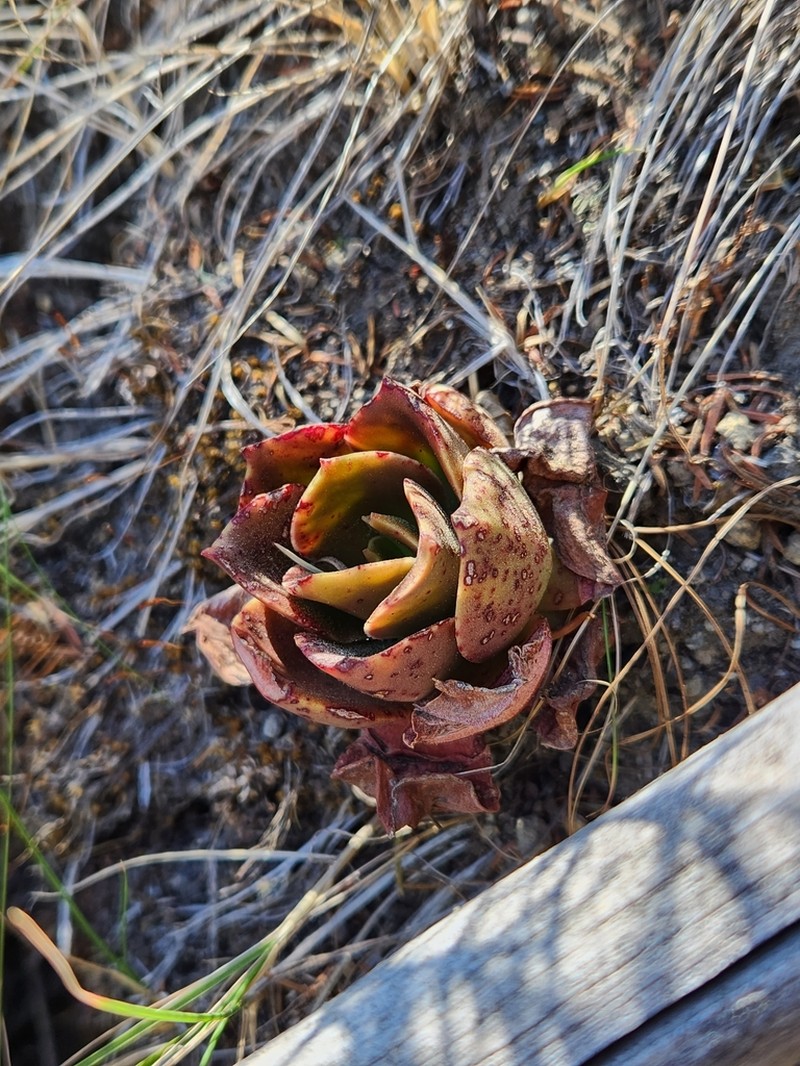Echeveria sonianevadensis photo 2