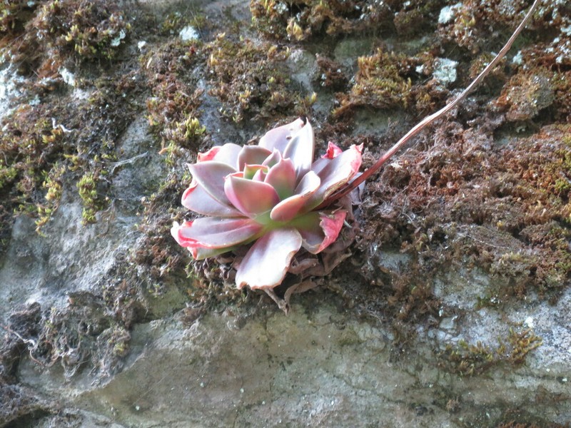 Echeveria sonianevadensis photo 3