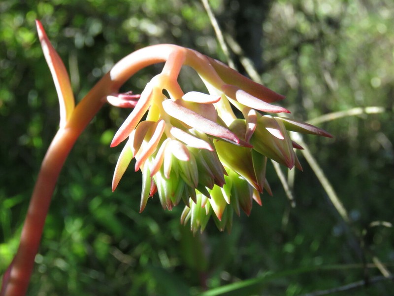 Echeveria sonianevadensis photo 4