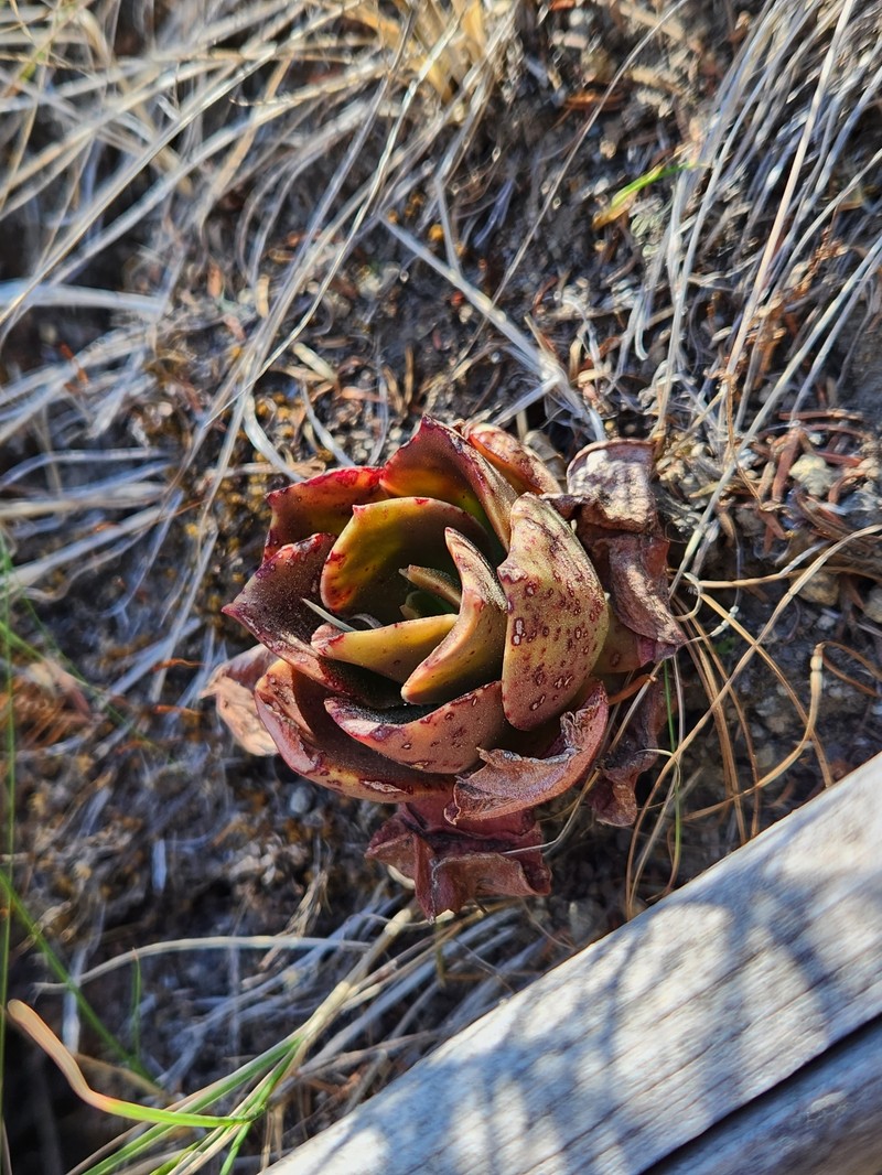 Echeveria sonianevadensis photo 6