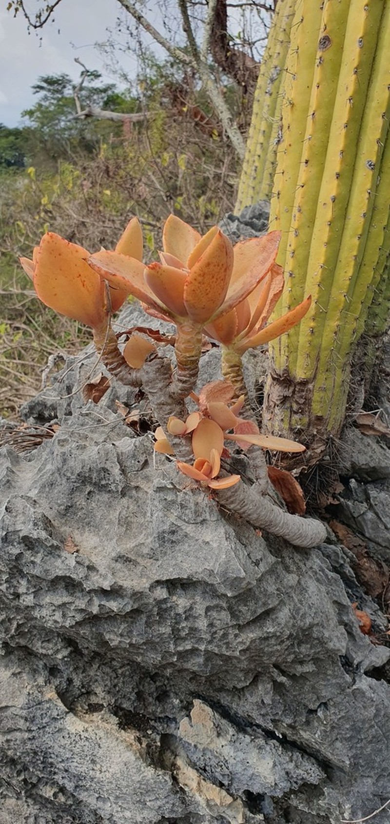 Echeveria sotoi