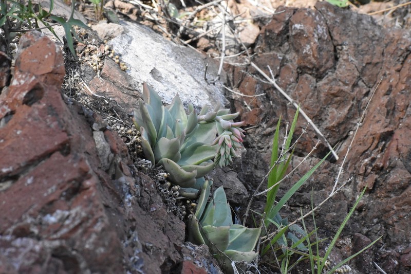 Desert Savior photo 3