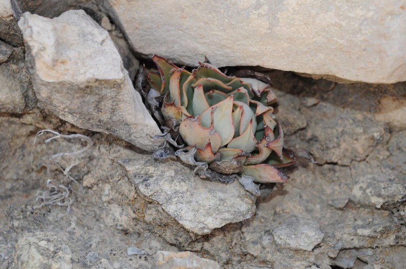 Desert Savior photo 7