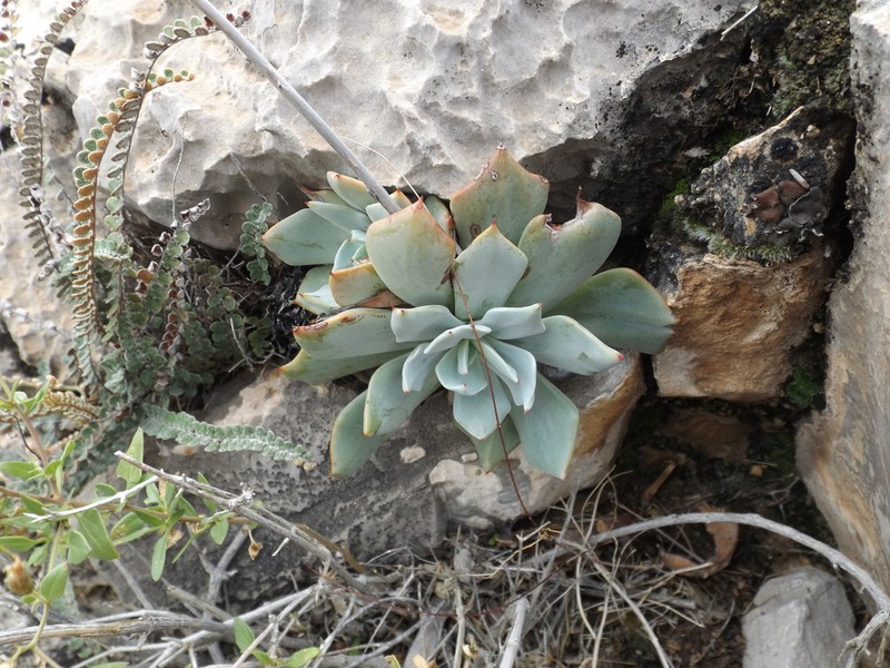 Desert Savior photo 8