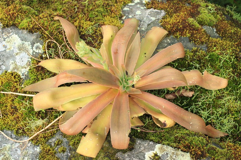Echeveria vazquezii