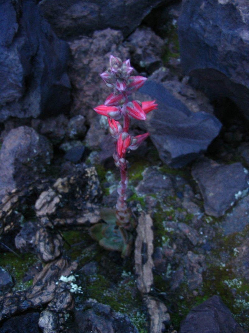 Echeveria vulcanicola photo 3