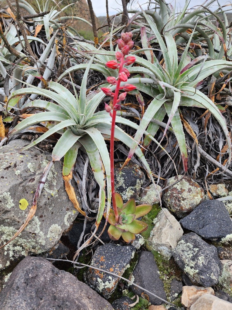 Echeveria vulcanicola