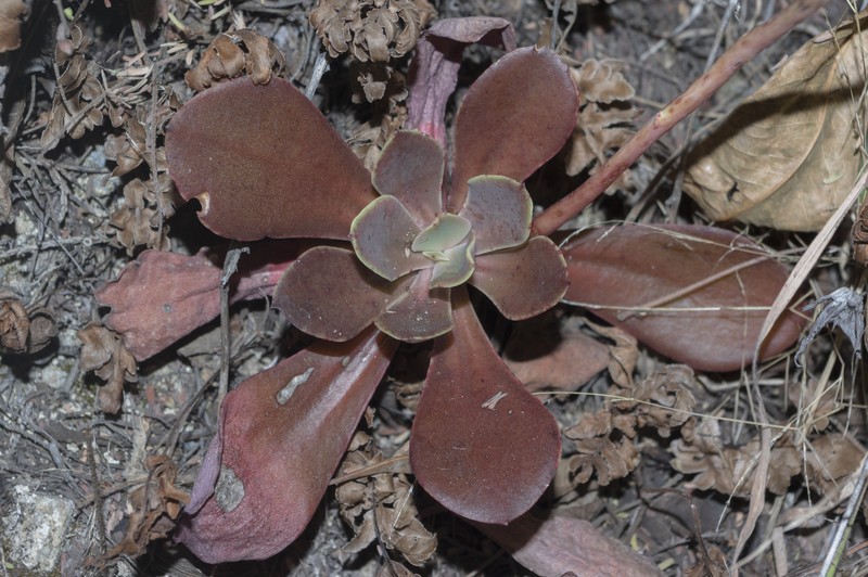 Echeveria xochipalensis photo 2