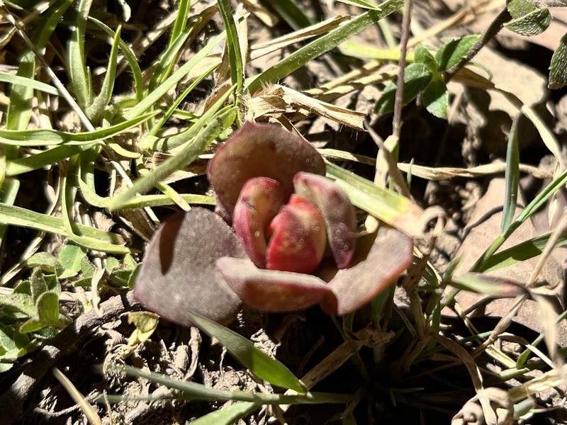 Echeveria zorzaniana