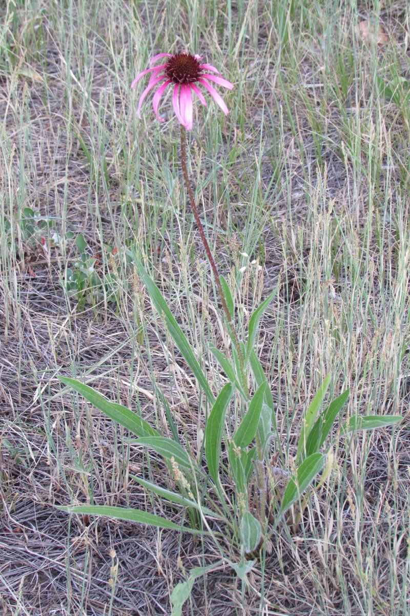 Narrowleaf Purple Coneflower