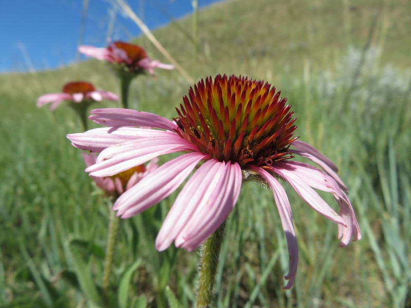Narrowleaf Purple Coneflower