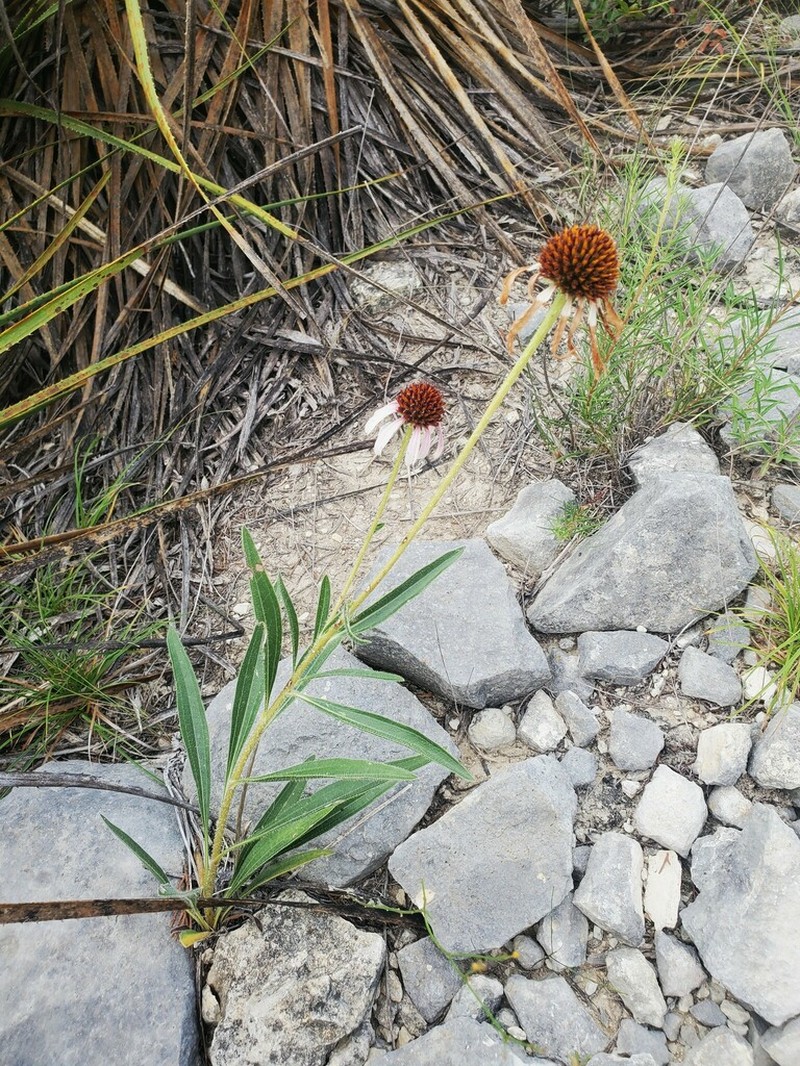 Narrowleaf Purple Coneflower photo 3