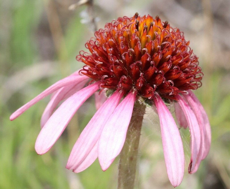 Narrowleaf Purple Coneflower photo 4