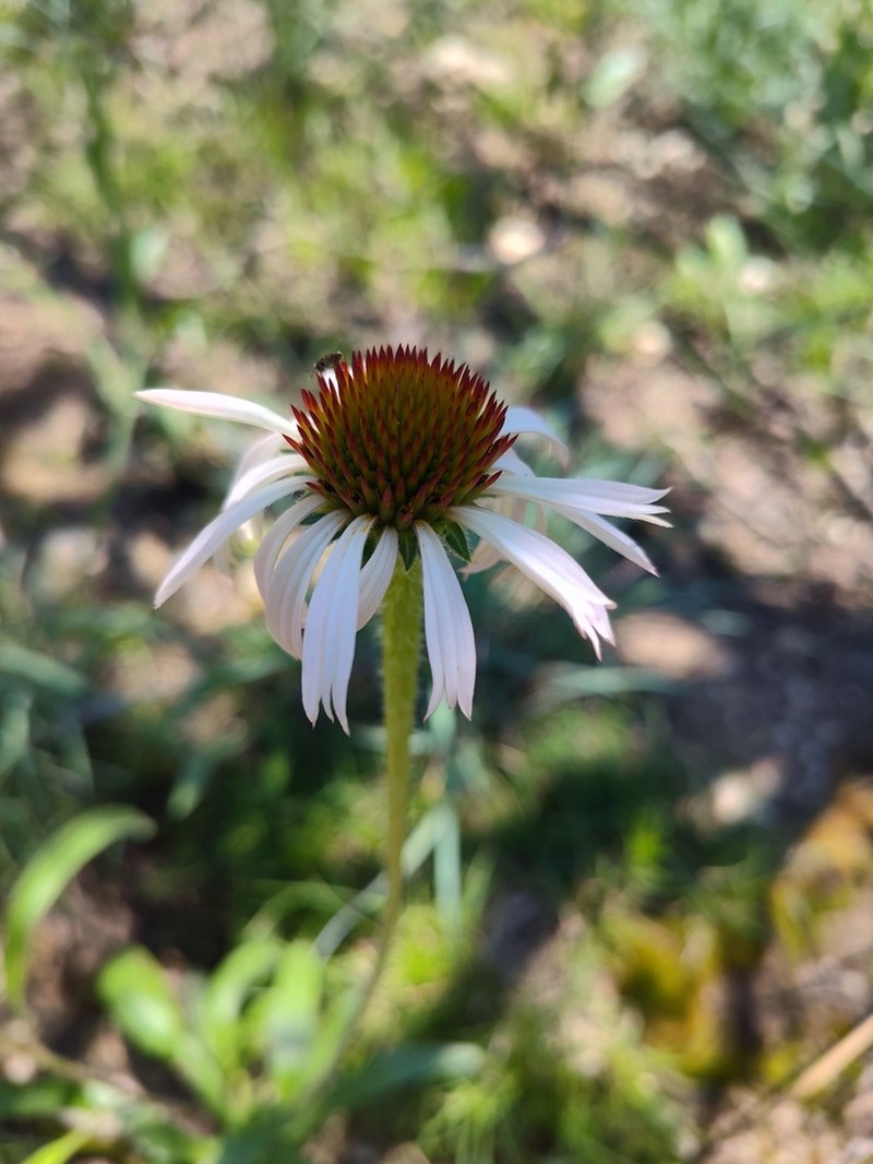 Narrowleaf Purple Coneflower photo 5