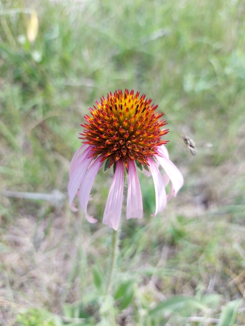 Narrowleaf Purple Coneflower photo 6