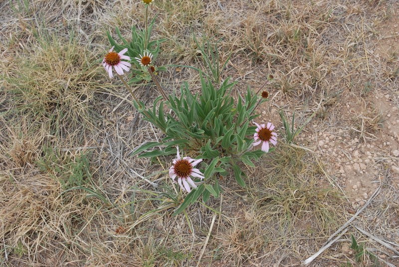 Narrowleaf Purple Coneflower photo 7