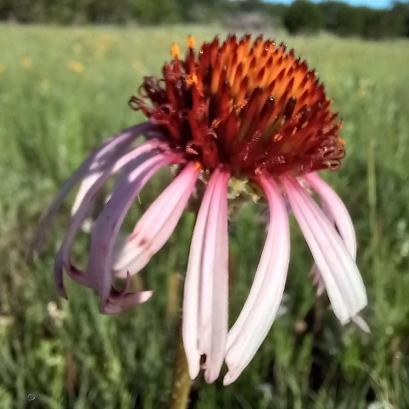 Narrowleaf Purple Coneflower photo 8