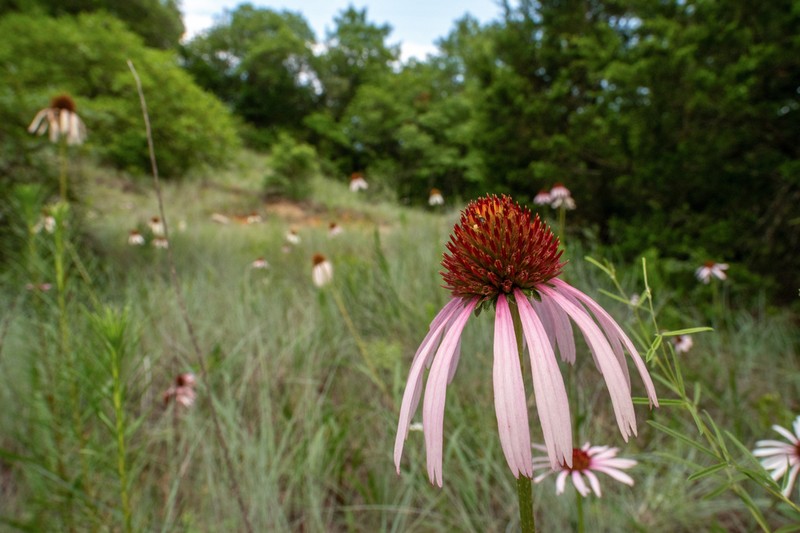 Topeka Purple Coneflower