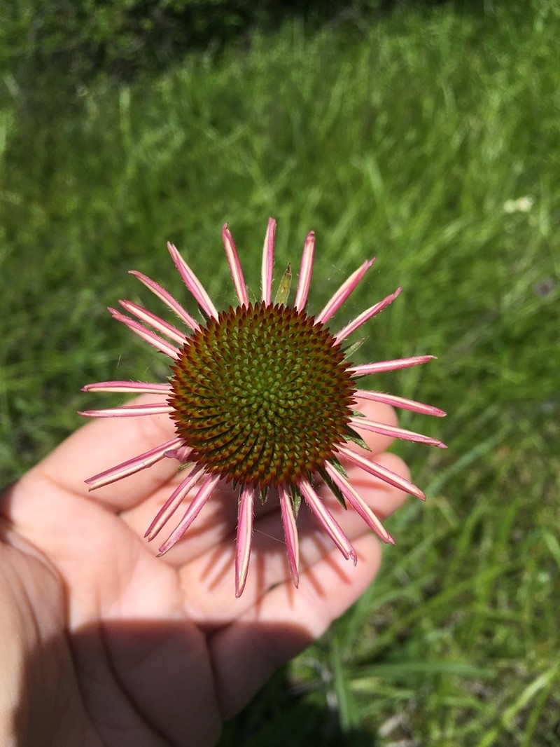 Topeka Purple Coneflower photo 2