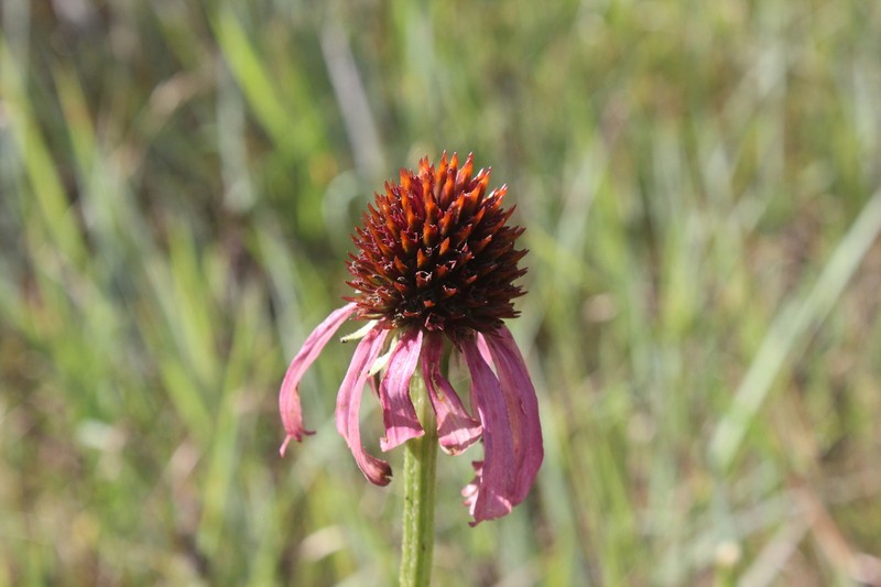 Topeka Purple Coneflower photo 3