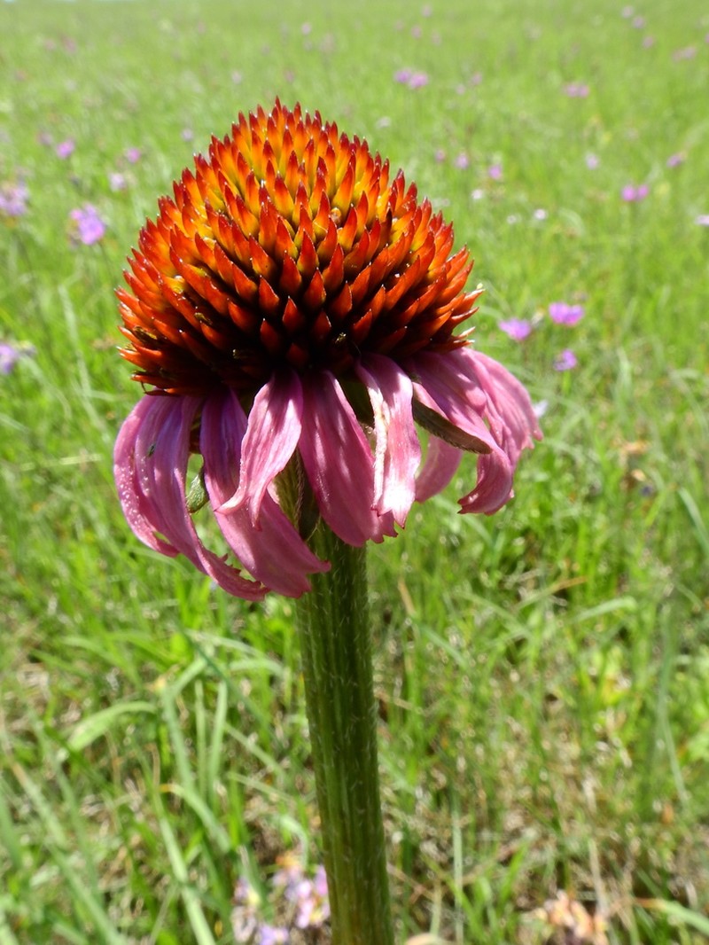 Topeka Purple Coneflower photo 4