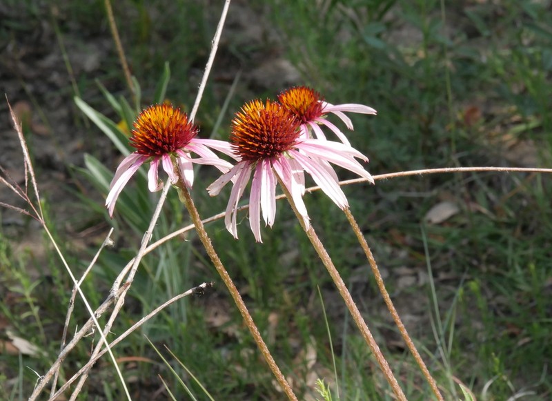 Topeka Purple Coneflower photo 5